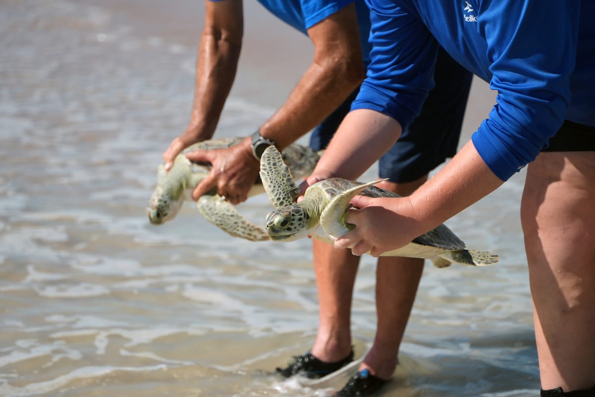 Rehabilitated green sea turtles at the water's edge during the SeaWorld Orlando release