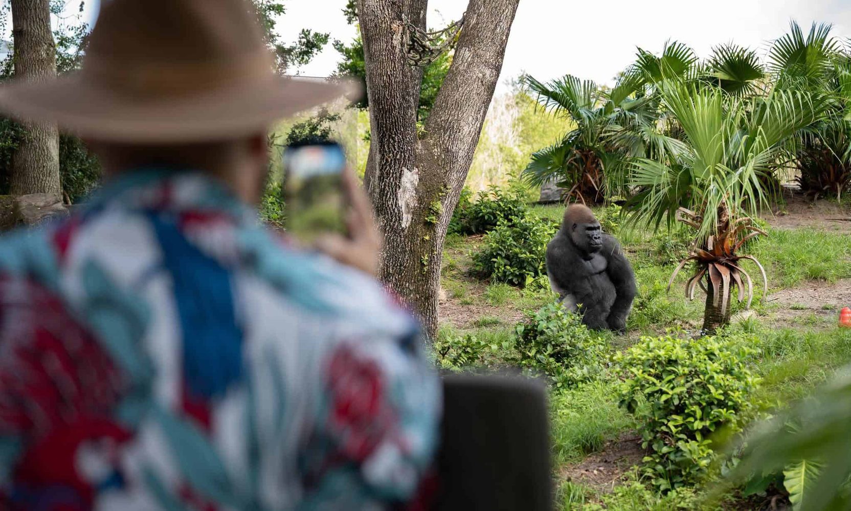 Bakari, Animal Kingdom's New Silverback Gorilla, Is Now on View to Guests at Gorilla Falls for the First Time