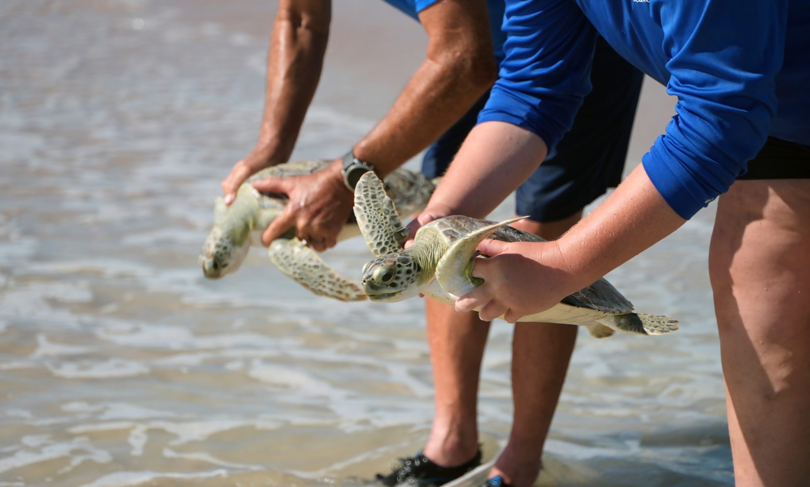 SeaWorld Orlando Returns Nine Rehabilitated Green Sea Turtles to the Atlantic After an Unusually Cold Winter