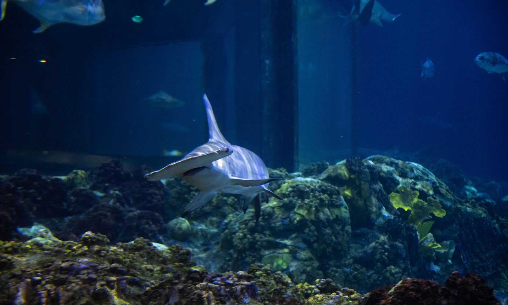 SeaWorld Orlando's Shark Appreciation Week Runs July 27 to August 1 With Daily Aquarist Talks and a Mako 10th Anniversary Celebration