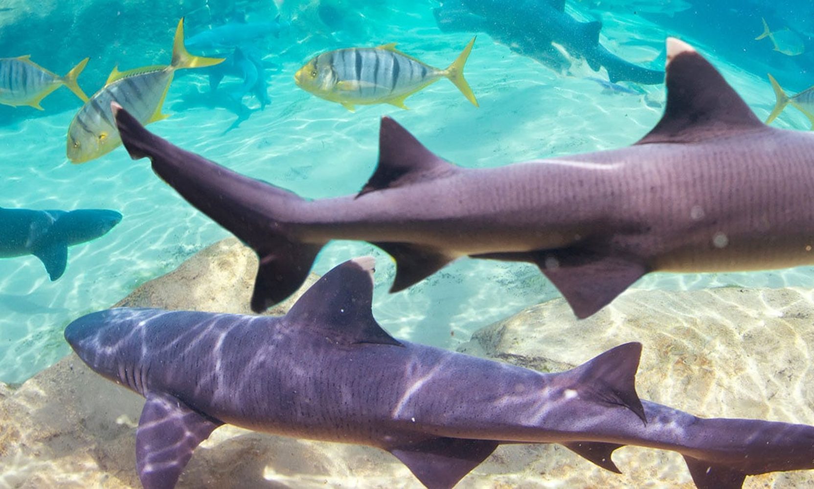 Discovery Cove has quietly retired the Shark Swim name, and its own booking pages have not caught up