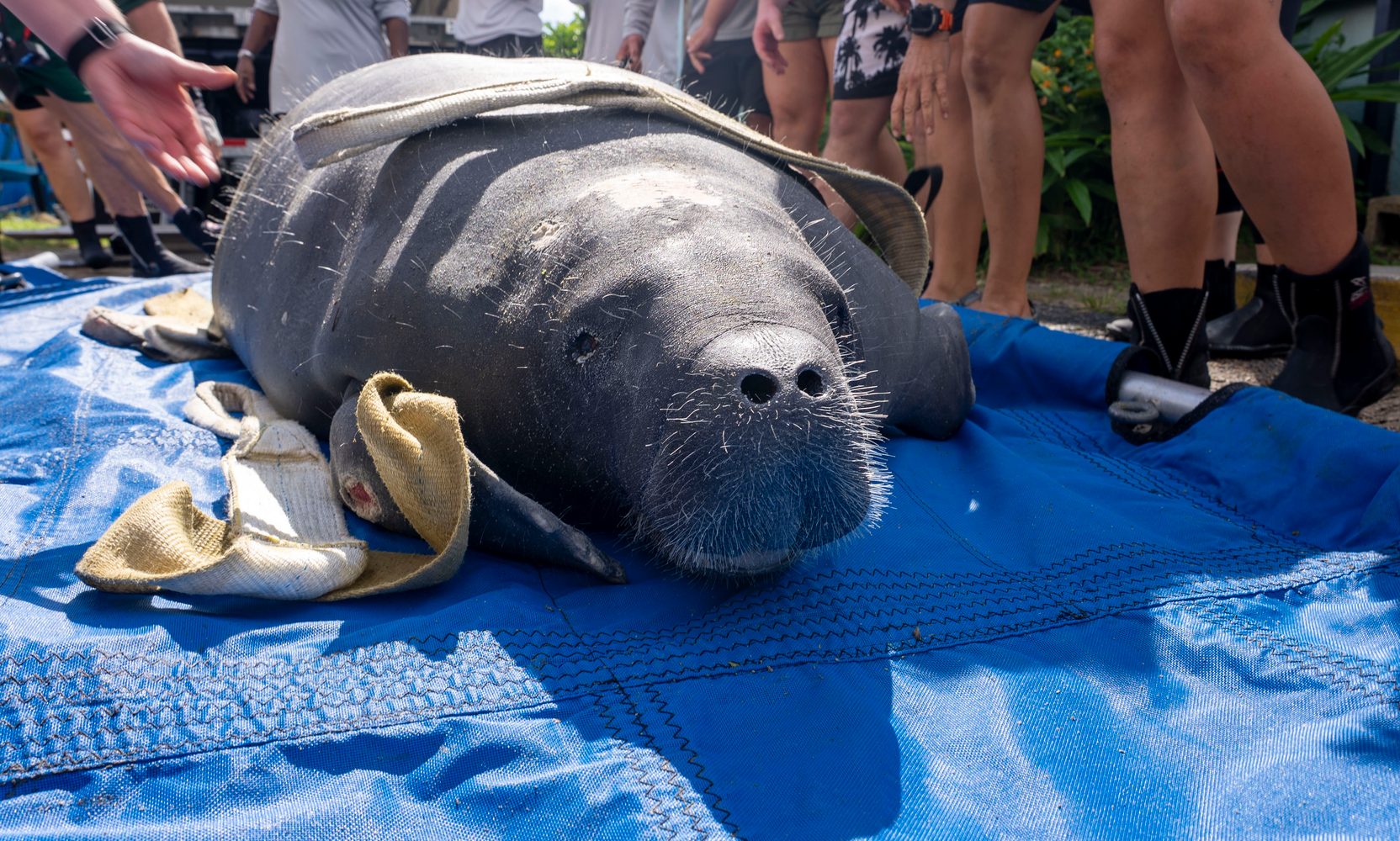 A Manatee Found Swimming on Her Side in January Went Back Into Crystal River Last Week, and It Was Not Her First Rescue