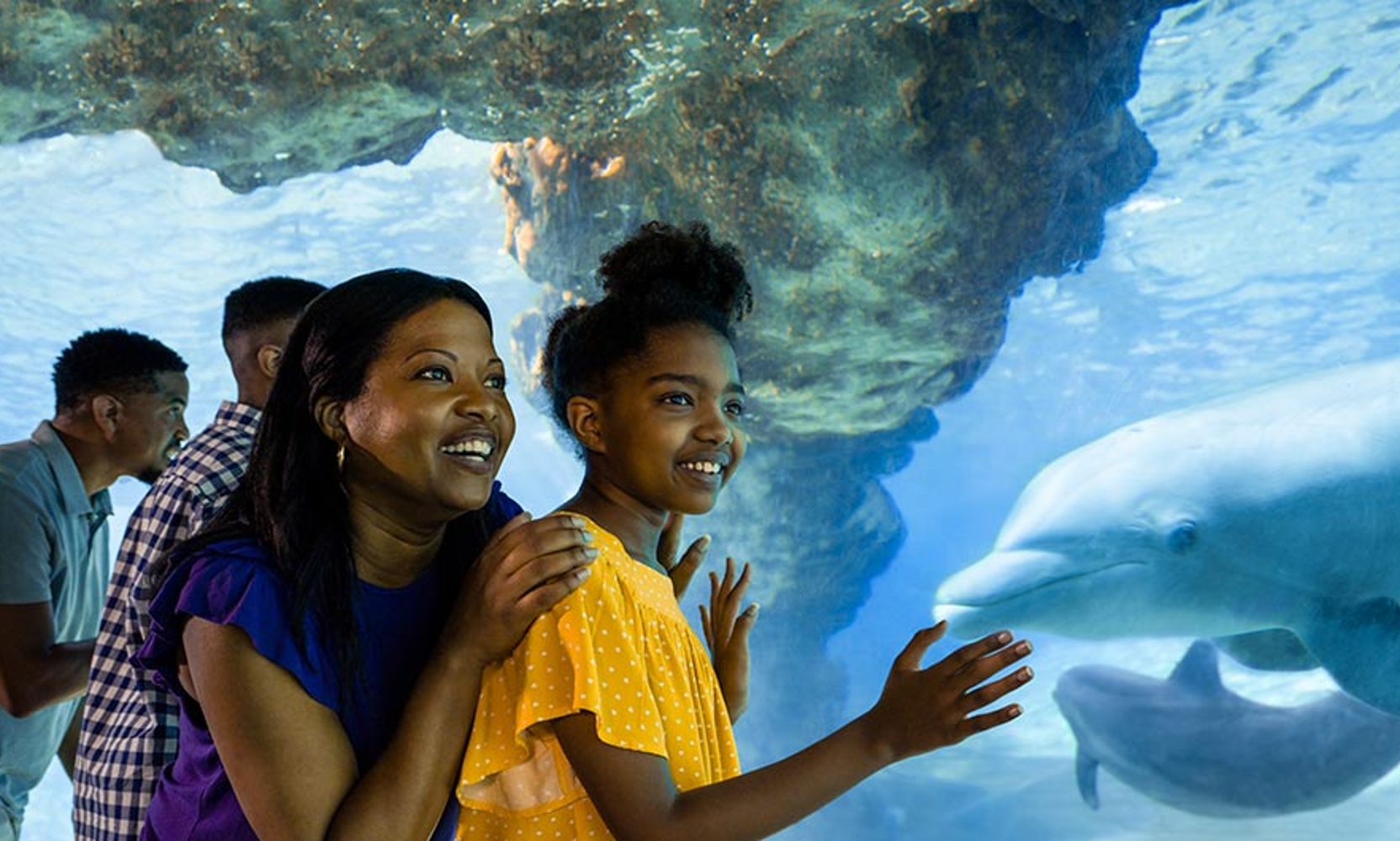 SeaWorld Orlando's Free Teacher Card Is Back for a New Year, and the Aquatica Add On Has Gone Up a Dollar Again