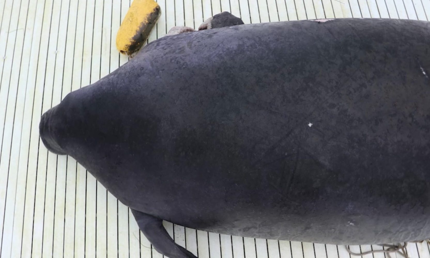 A Manatee Rescued Near Titusville Lost Her Right Flipper to a Crab Trap, and She Is Recovering at SeaWorld Orlando