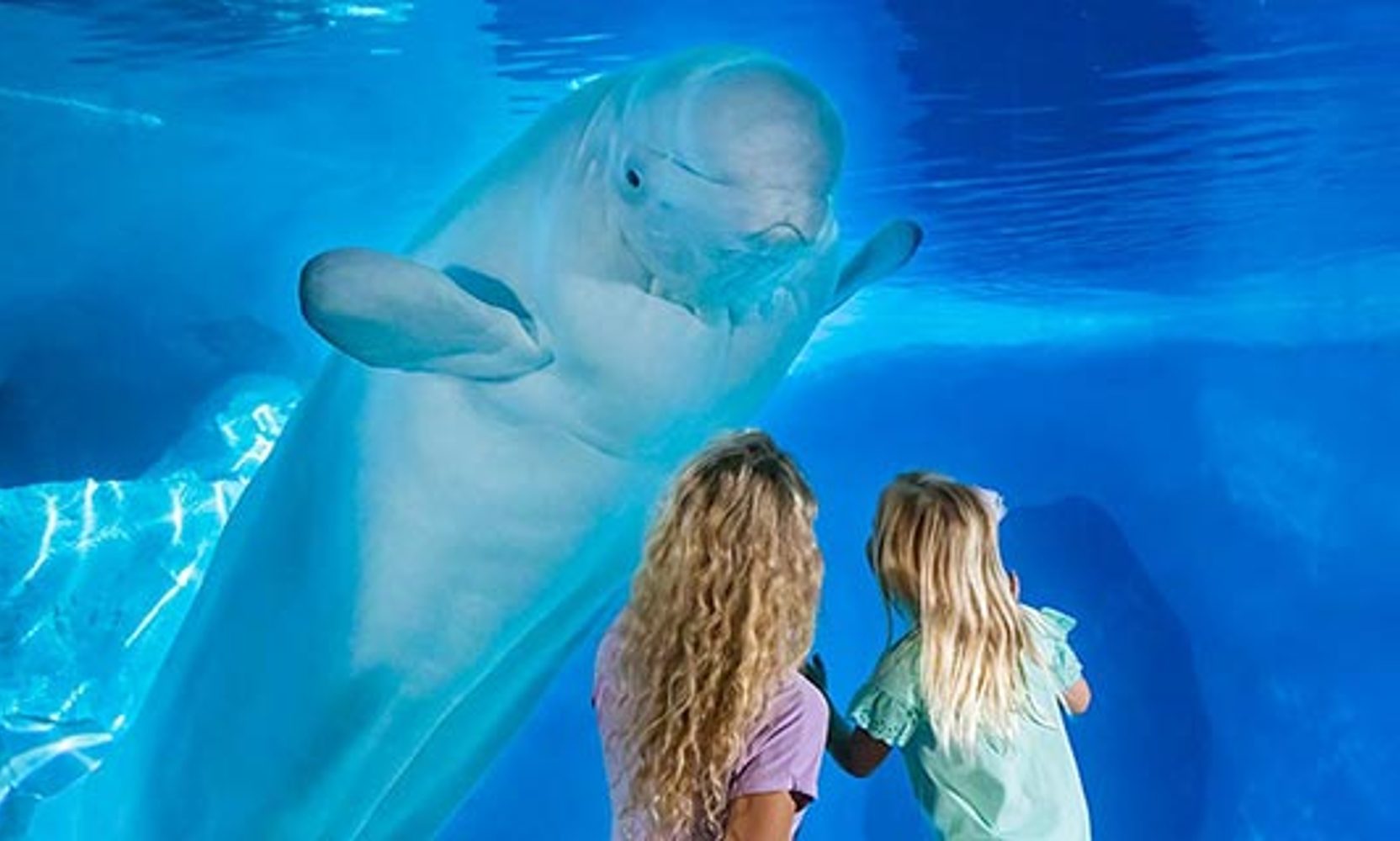 SeaWorld's Free Preschool Card Is Coming Back for 2027, With Registration Opening in January and Places Limited