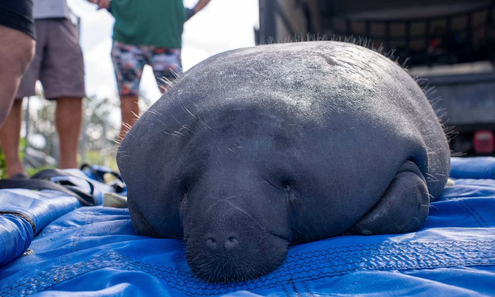 Lalo the Manatee Is Back in the Wild After a Boat Strike Left Her With Spinal Fractures, and a Series of Surgeries Removed the Bone Fragments
