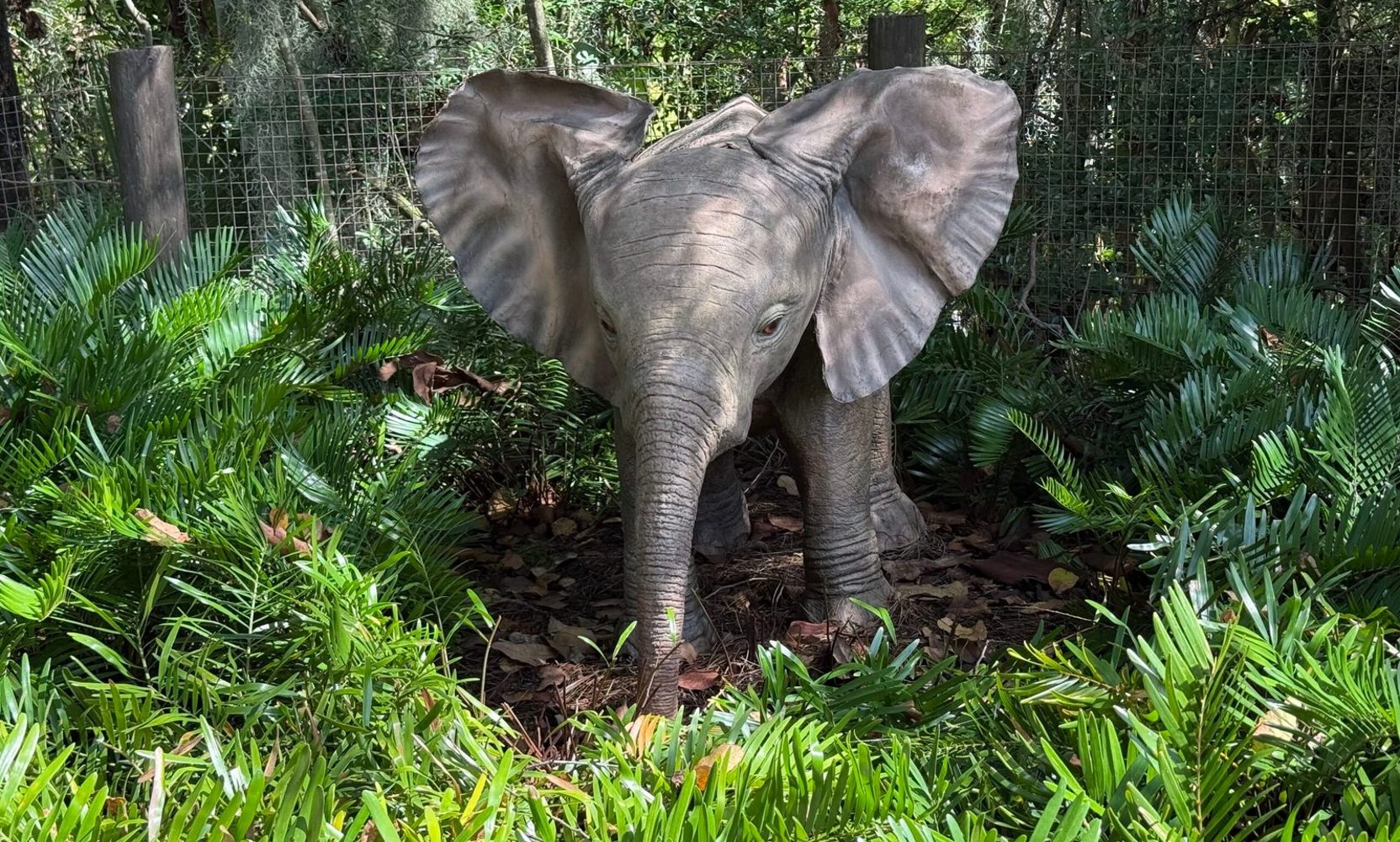 Little Red, the Baby Elephant Pulled From Kilimanjaro Safaris in 2012, Is Back on View, but Only on Animal Kingdom's $39 Elephant Tour