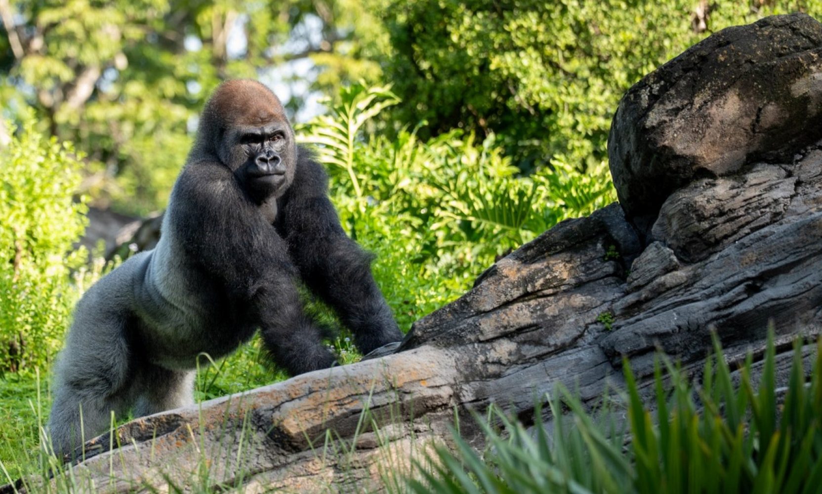 Animal Kingdom Is Weeks From Taking Down the Last Barrier Between Silverback Bakari and Three 'Starry-Eyed' Female Gorillas