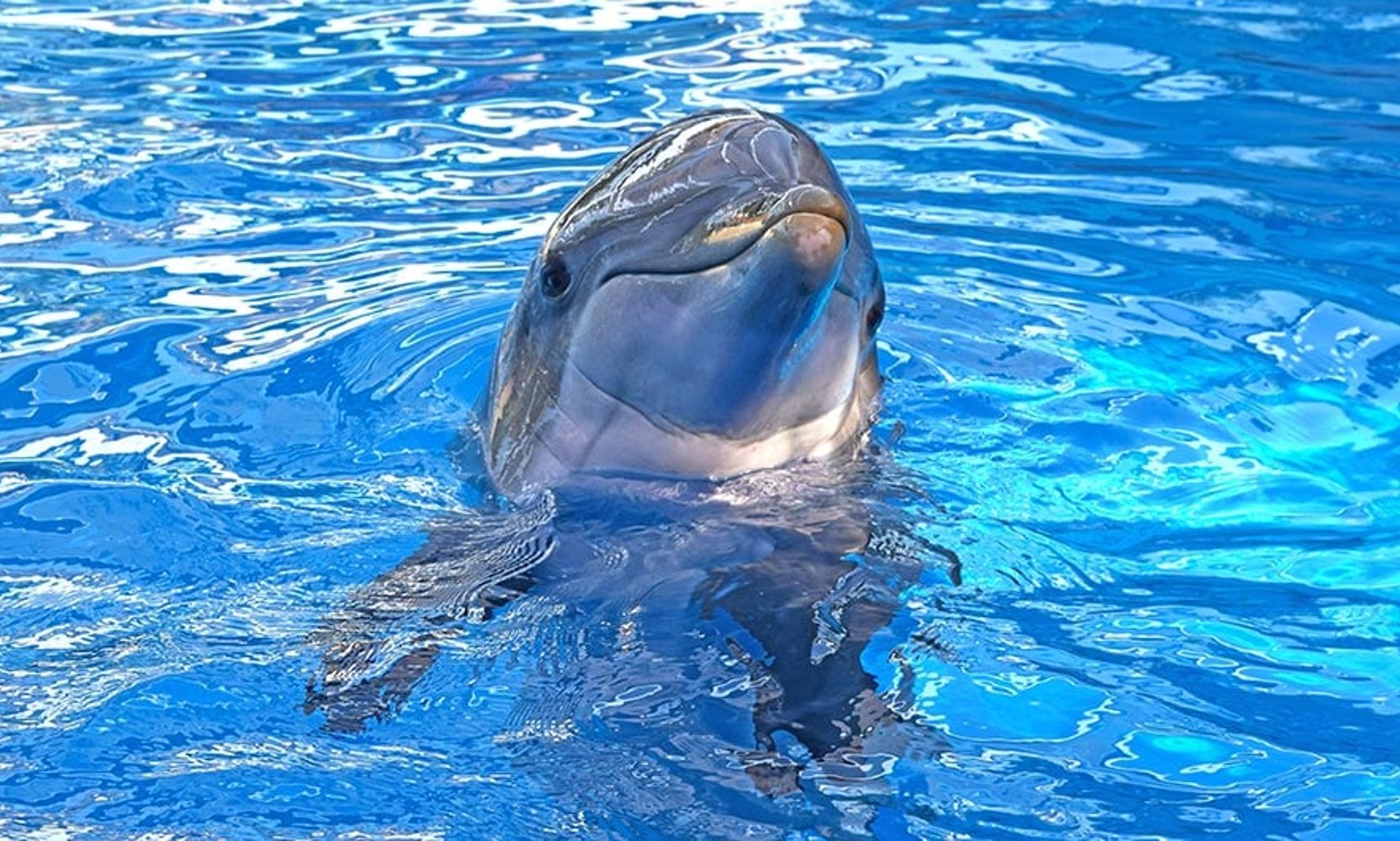 SeaWorld Pass Members Can Score a Free Dolphin Encounter Monday to Thursday in October, but Only the First to Sign Up Each Day