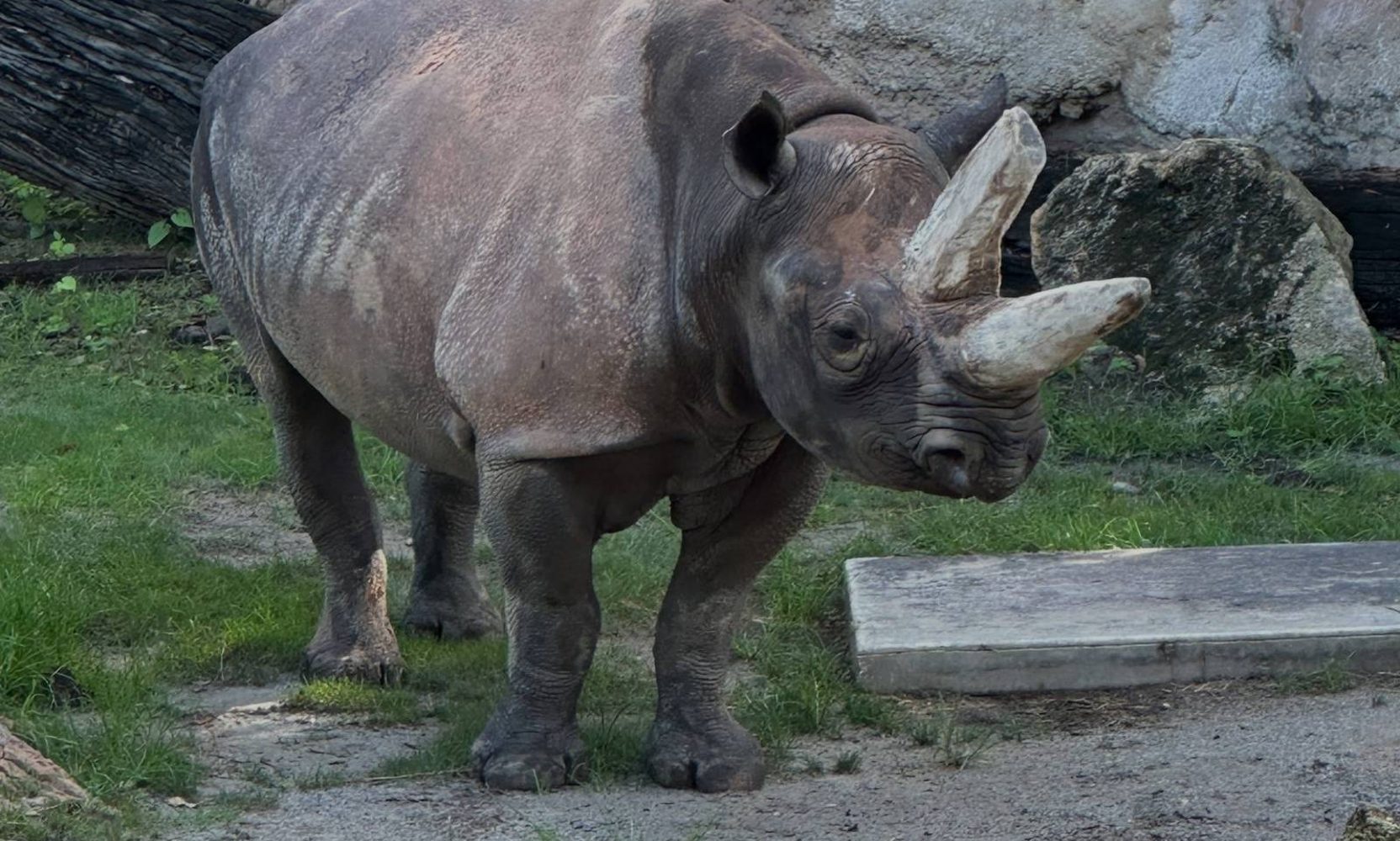 Meet Timu, the Eastern Black Rhino Who Swapped a Wisconsin Zoo for Kilimanjaro Safaris at Disney's Animal Kingdom