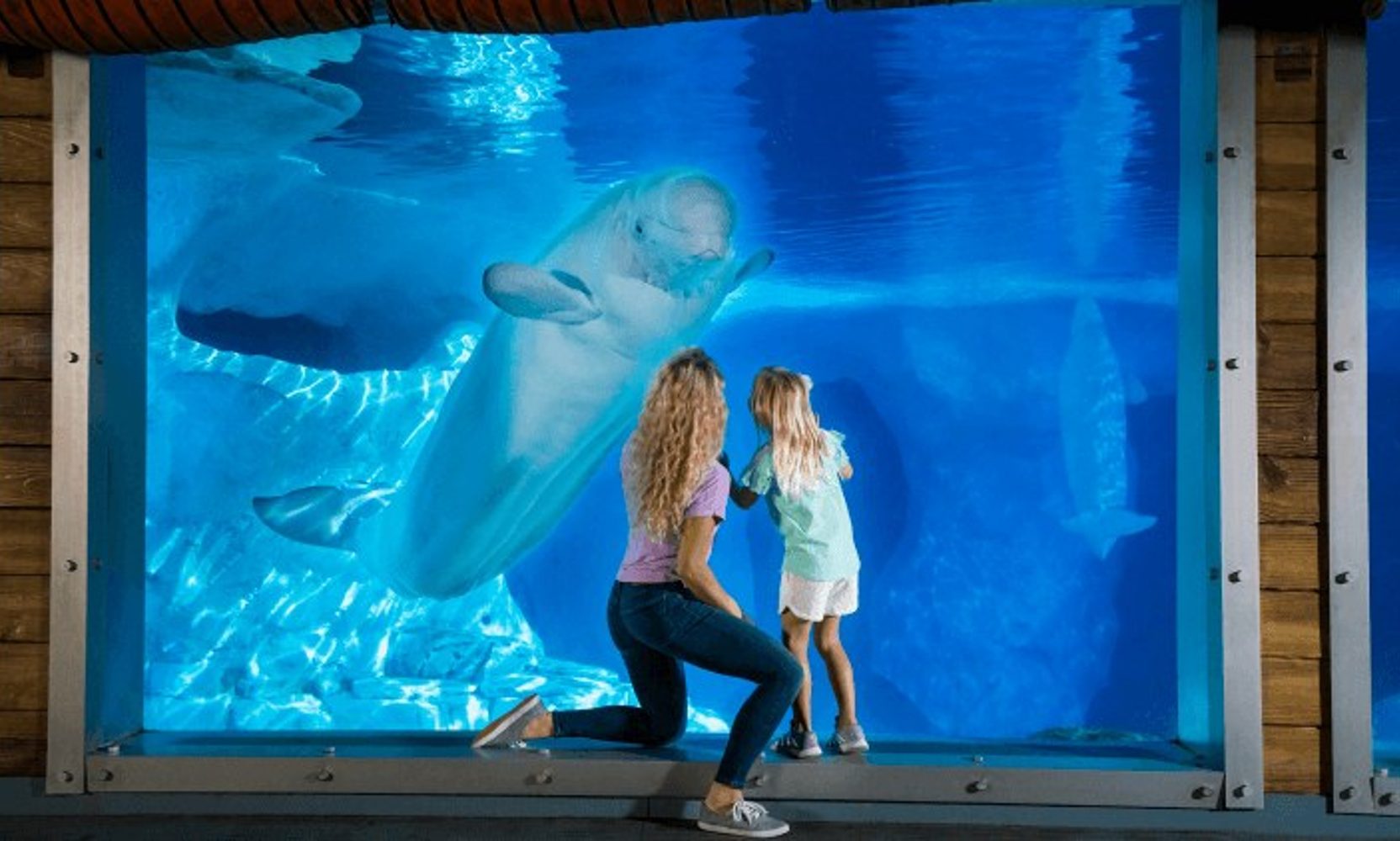 SeaWorld Orlando's New Ocean Discovery Days Gets Dates, January 9 to 24, and Seven Seas 2027 Starts January 29