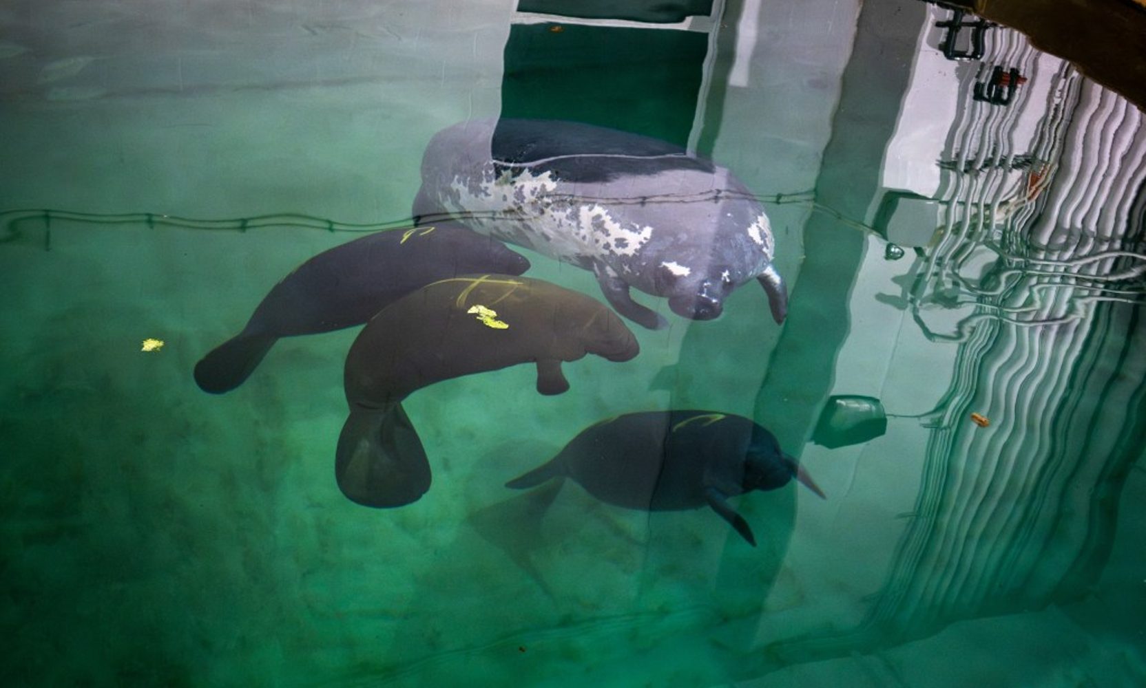 Six Orphaned Manatee Calves From SeaWorld Orlando Just Flew to Ohio, and Three Now Weigh More Than Eight Times Their Rescue Weight