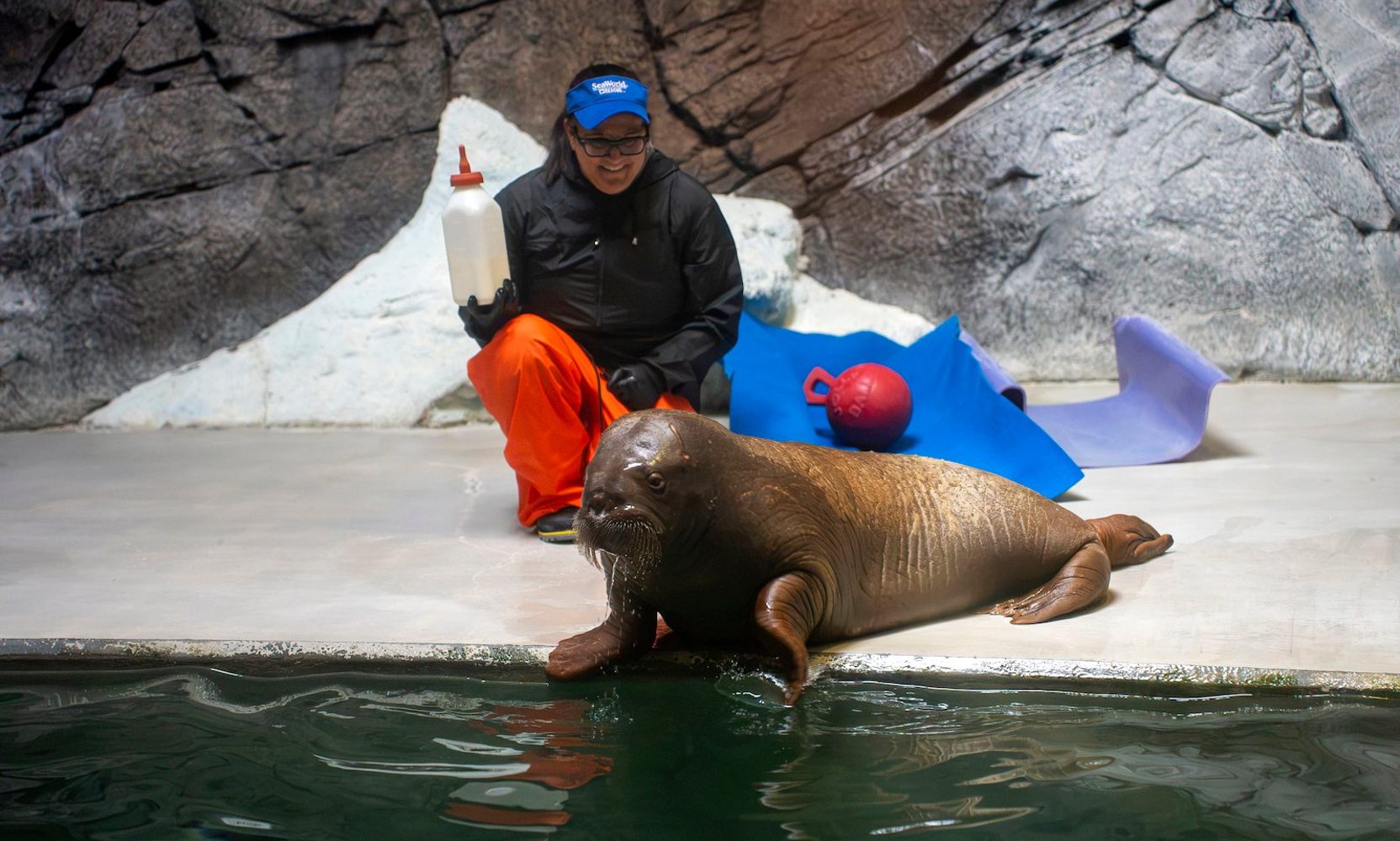 Found Alone on an Alaska Beach, a 220-Pound Orphaned Walrus Calf Named Annautaq Now Lives at SeaWorld Orlando