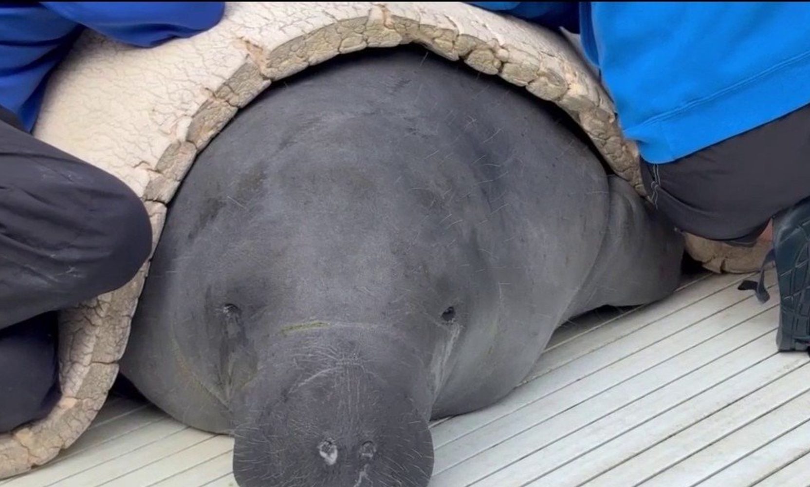The Manatee Who Lost a Flipper to a Crab Trap Now Has a Name, Southpaw, and She Is Expected to Be Releasable