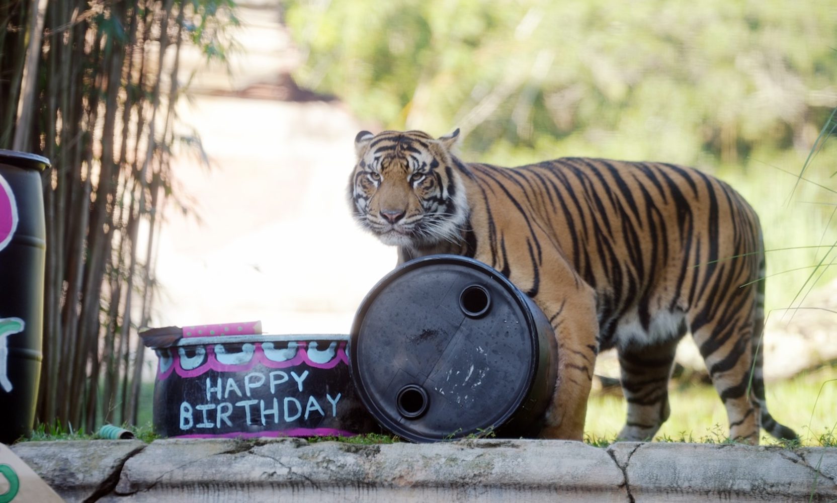 Bakso, Animal Kingdom's Two-Year-Old Sumatran Tiger, Is Moving to Another Zoo This Fall