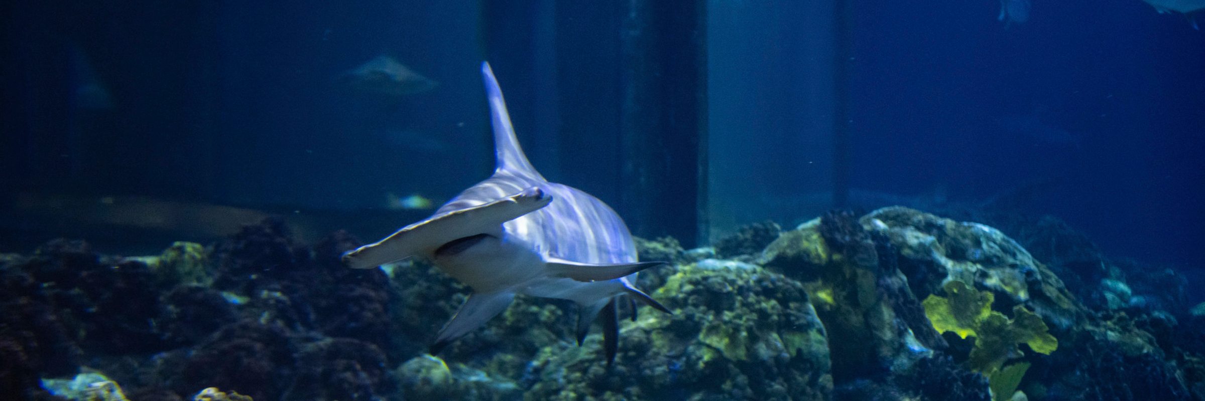 Shark Appreciation Week