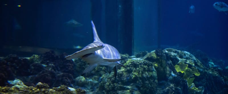Shark Appreciation Week