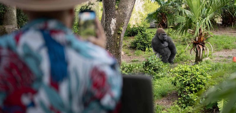 Bakari, Animal Kingdom's New Silverback Gorilla, Is Now on View to Guests at Gorilla Falls for the First Time