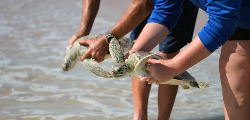 SeaWorld Orlando Returns Nine Rehabilitated Green Sea Turtles to the Atlantic After an Unusually Cold Winter