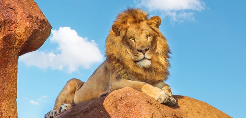 Disney Patent Filing Would Let AI Spot an Animal Doing Something and Alert Your Phone, and It Could Reroute the Tour Vehicle
