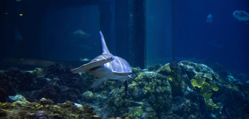 SeaWorld Orlando's Shark Appreciation Week Runs July 27 to August 1 With Daily Aquarist Talks and a Mako 10th Anniversary Celebration
