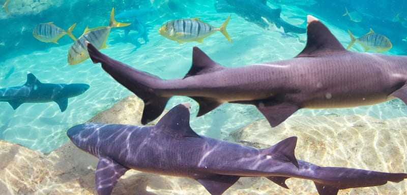 Discovery Cove has quietly retired the Shark Swim name, and its own booking pages have not caught up