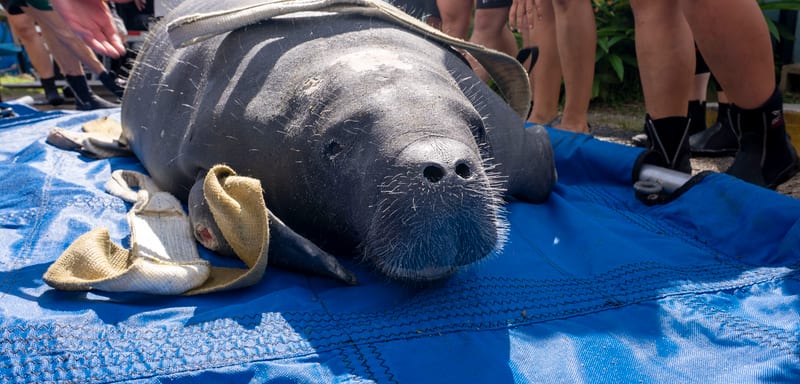 A Manatee Found Swimming on Her Side in January Went Back Into Crystal River Last Week, and It Was Not Her First Rescue