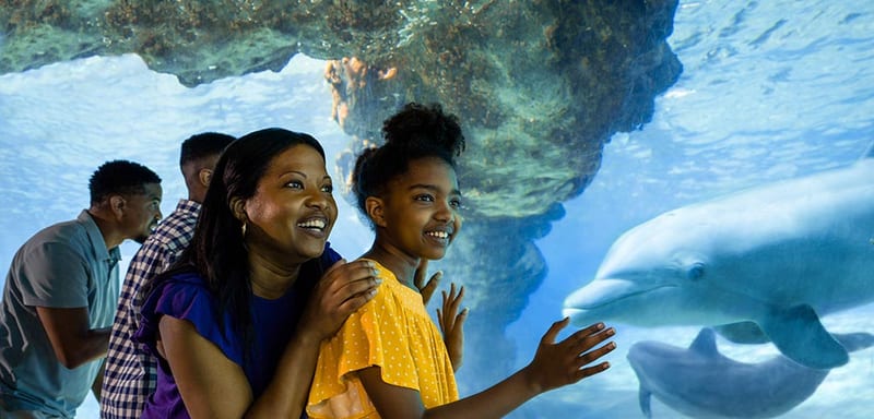 SeaWorld Orlando's Free Teacher Card Is Back for a New Year, and the Aquatica Add On Has Gone Up a Dollar Again