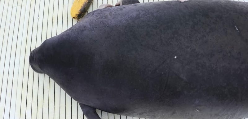 A Manatee Rescued Near Titusville Lost Her Right Flipper to a Crab Trap, and She Is Recovering at SeaWorld Orlando