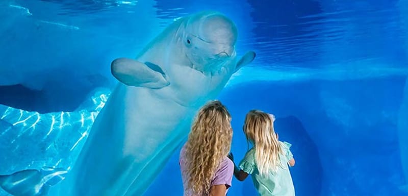 SeaWorld's Free Preschool Card Is Coming Back for 2027, With Registration Opening in January and Places Limited
