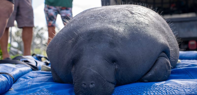 Lalo the Manatee Is Back in the Wild After a Boat Strike Left Her With Spinal Fractures, and a Series of Surgeries Removed the Bone Fragments