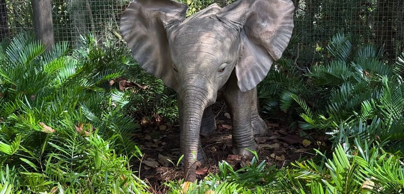 Little Red, the Baby Elephant Pulled From Kilimanjaro Safaris in 2012, Is Back on View, but Only on Animal Kingdom's $39 Elephant Tour