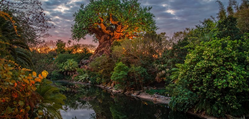 Animal Kingdom Now Stays Open Until 8pm on November 1 and 7 as Disney World Extends Hours Into Its First Holiday Party Weekend