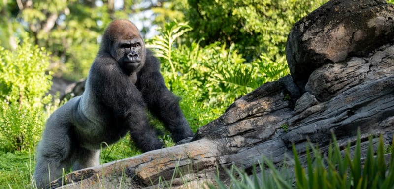 Animal Kingdom Is Weeks From Taking Down the Last Barrier Between Silverback Bakari and Three 'Starry-Eyed' Female Gorillas