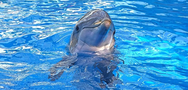 SeaWorld Pass Members Can Score a Free Dolphin Encounter Monday to Thursday in October, but Only the First to Sign Up Each Day