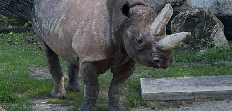 Meet Timu, the Eastern Black Rhino Who Swapped a Wisconsin Zoo for Kilimanjaro Safaris at Disney's Animal Kingdom