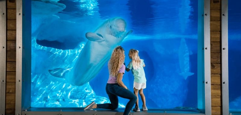SeaWorld Orlando's New Ocean Discovery Days Gets Dates, January 9 to 24, and Seven Seas 2027 Starts January 29