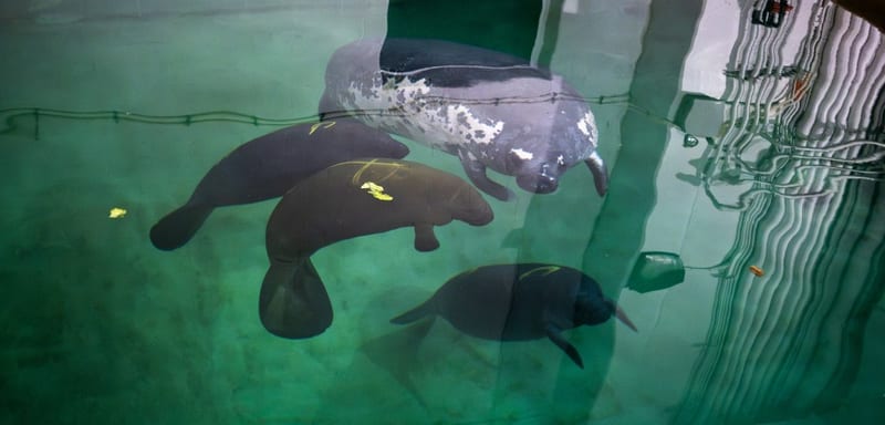 Six Orphaned Manatee Calves From SeaWorld Orlando Just Flew to Ohio, and Three Now Weigh More Than Eight Times Their Rescue Weight