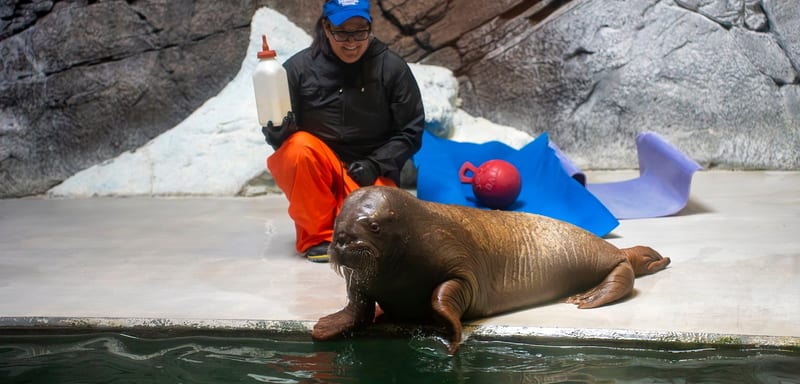 Found Alone on an Alaska Beach, a 220-Pound Orphaned Walrus Calf Named Annautaq Now Lives at SeaWorld Orlando