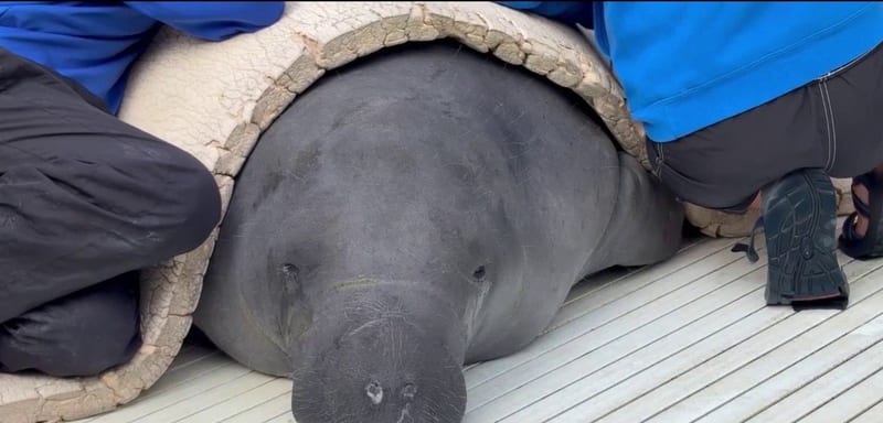 The Manatee Who Lost a Flipper to a Crab Trap Now Has a Name, Southpaw, and She Is Expected to Be Releasable