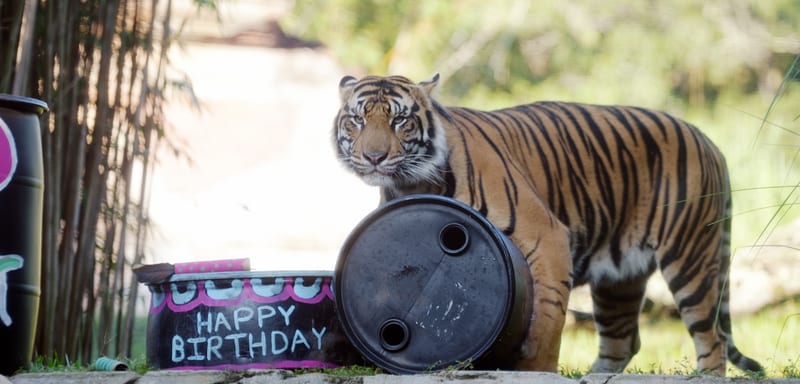 Bakso, Animal Kingdom's Two-Year-Old Sumatran Tiger, Is Moving to Another Zoo This Fall