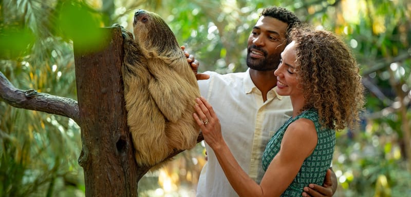 After 8 Years, Discovery Cove's Paradise Nights Returns June 5 with a New Sloth Encounter