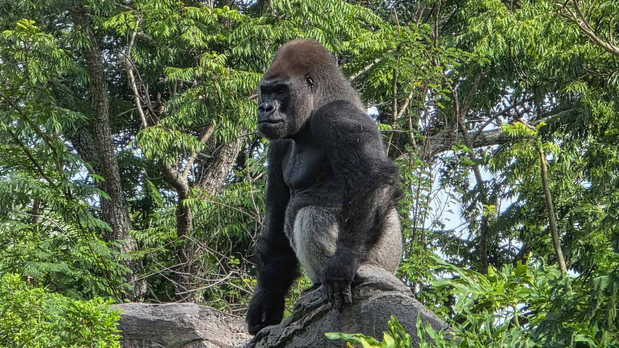 Bakari, a western lowland gorilla, perched on a rock in his forested habitat at Disney's Animal Kingdom