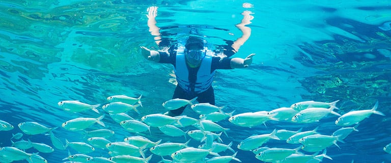 An overhead view of a snorkeler in a blue vest and mask floating with arms spread in bright turquoise water, with a dense school of small silver fish filling the lower half of the frame