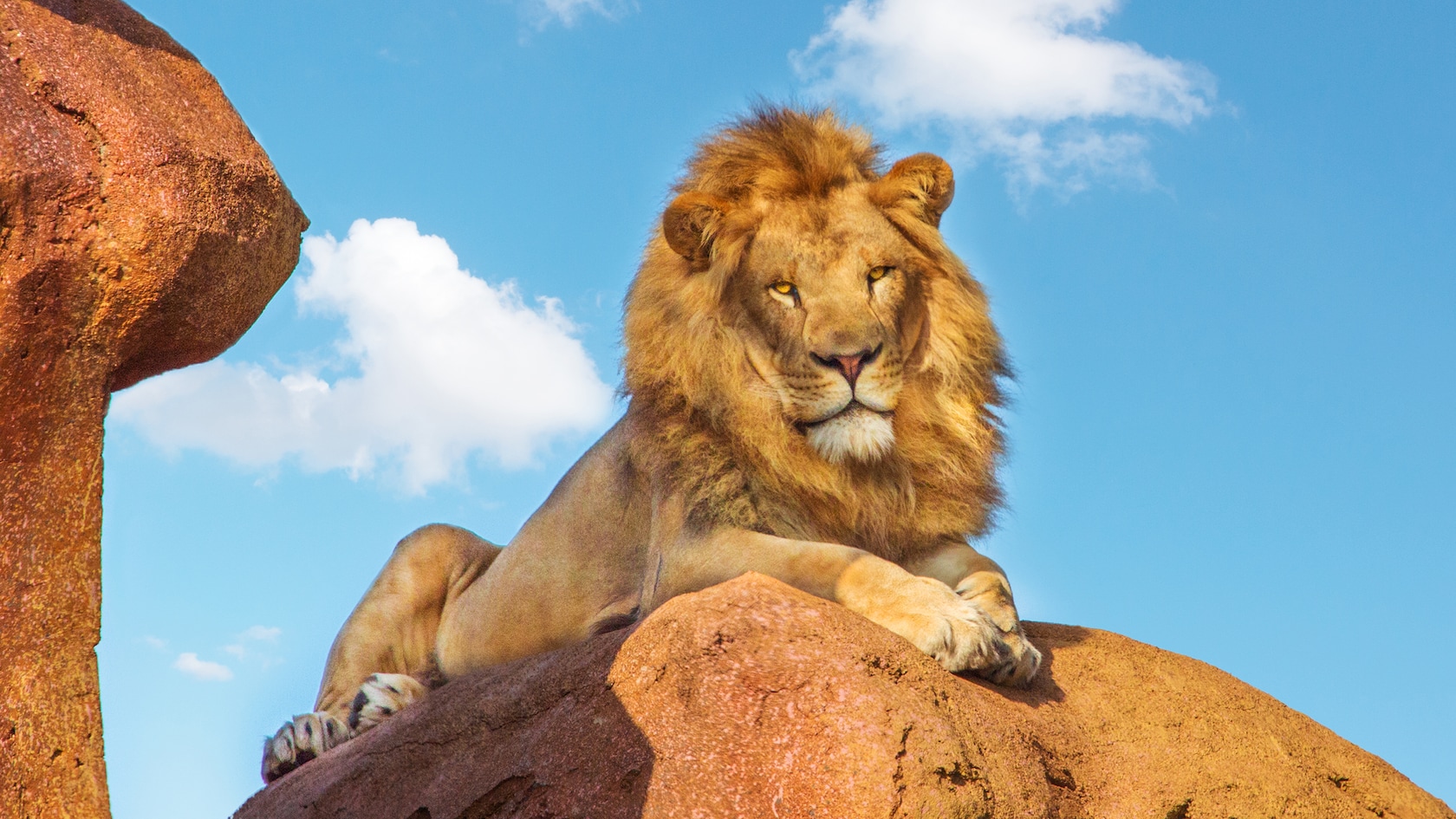 A male lion with a full golden mane lying on top of a rounded rust orange rock, front paws draped over the curve of the rock, facing the camera against a blue sky with white clouds