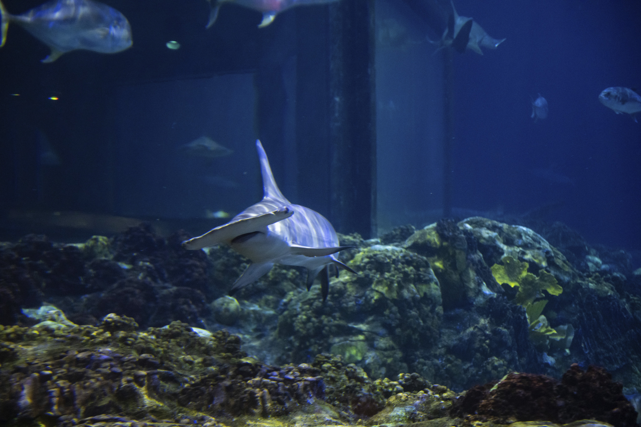 A hammerhead shark swimming past coral in a SeaWorld Orlando aquarium