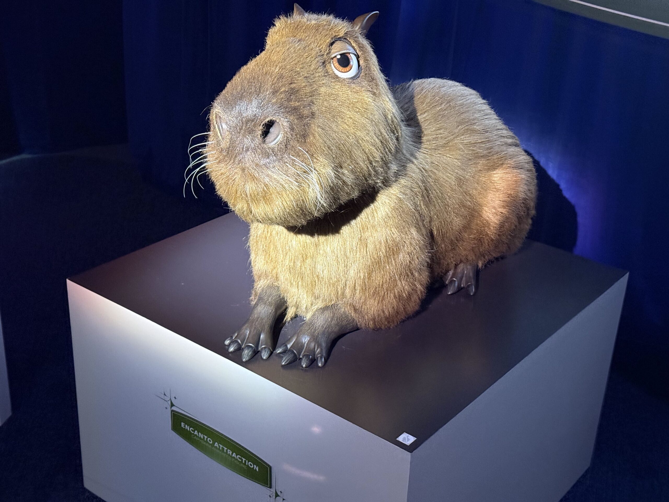 A furred capybara animated figure with whiskers and amber eyes sits on a white display plinth in front of a dark blue curtain, with a green placard reading Encanto Attraction on the front of the plinth.