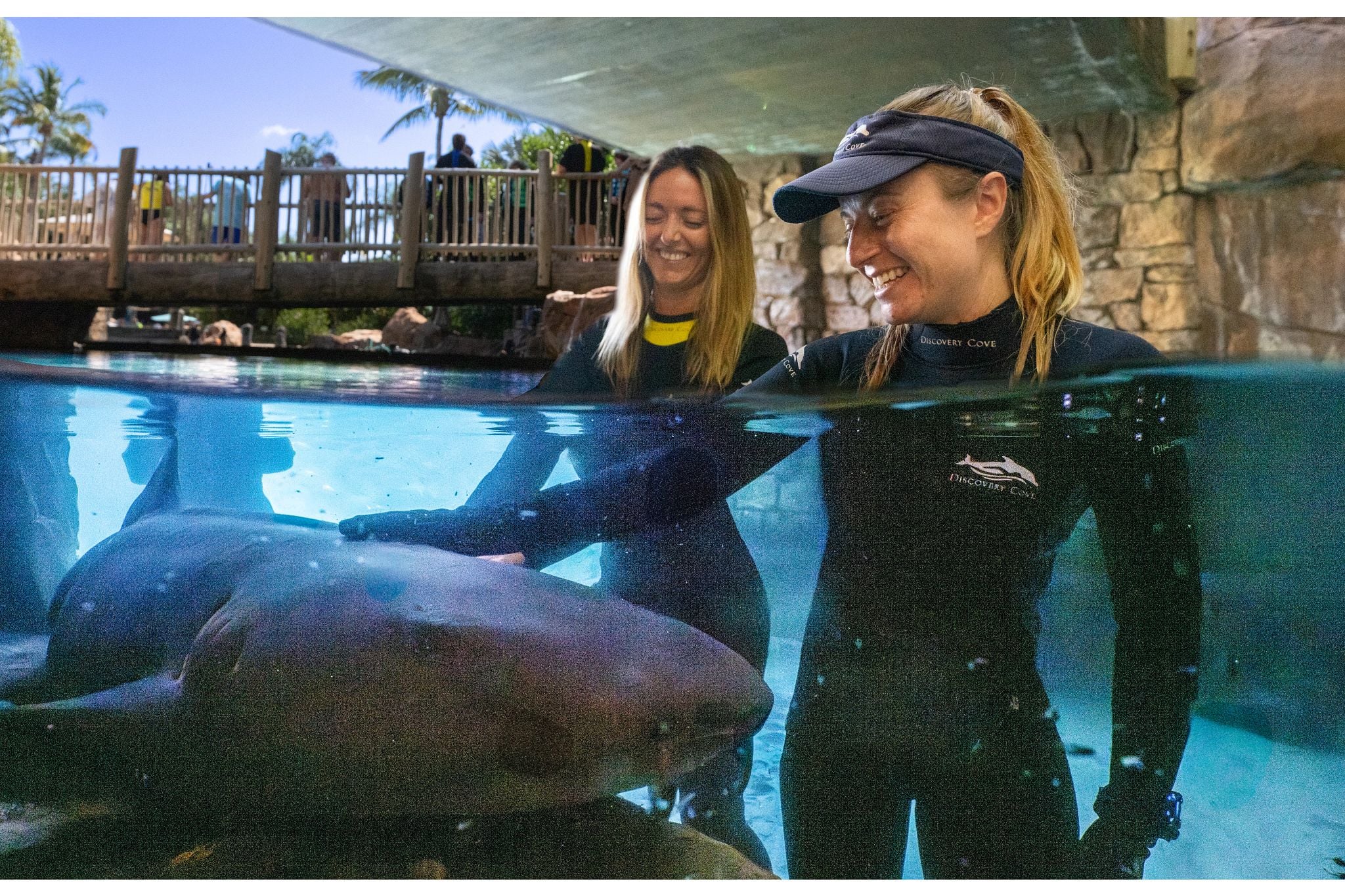 A split level underwater photograph of two Discovery Cove staff in black wetsuits, one wearing a navy visor, smiling as one rests a hand on a nurse shark in shallow water, with a wooden bridge and guests behind them