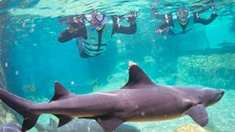 Two snorkelers in wetsuits and masks float at the surface of a turquoise pool above a nurse shark swimming across the sandy bottom