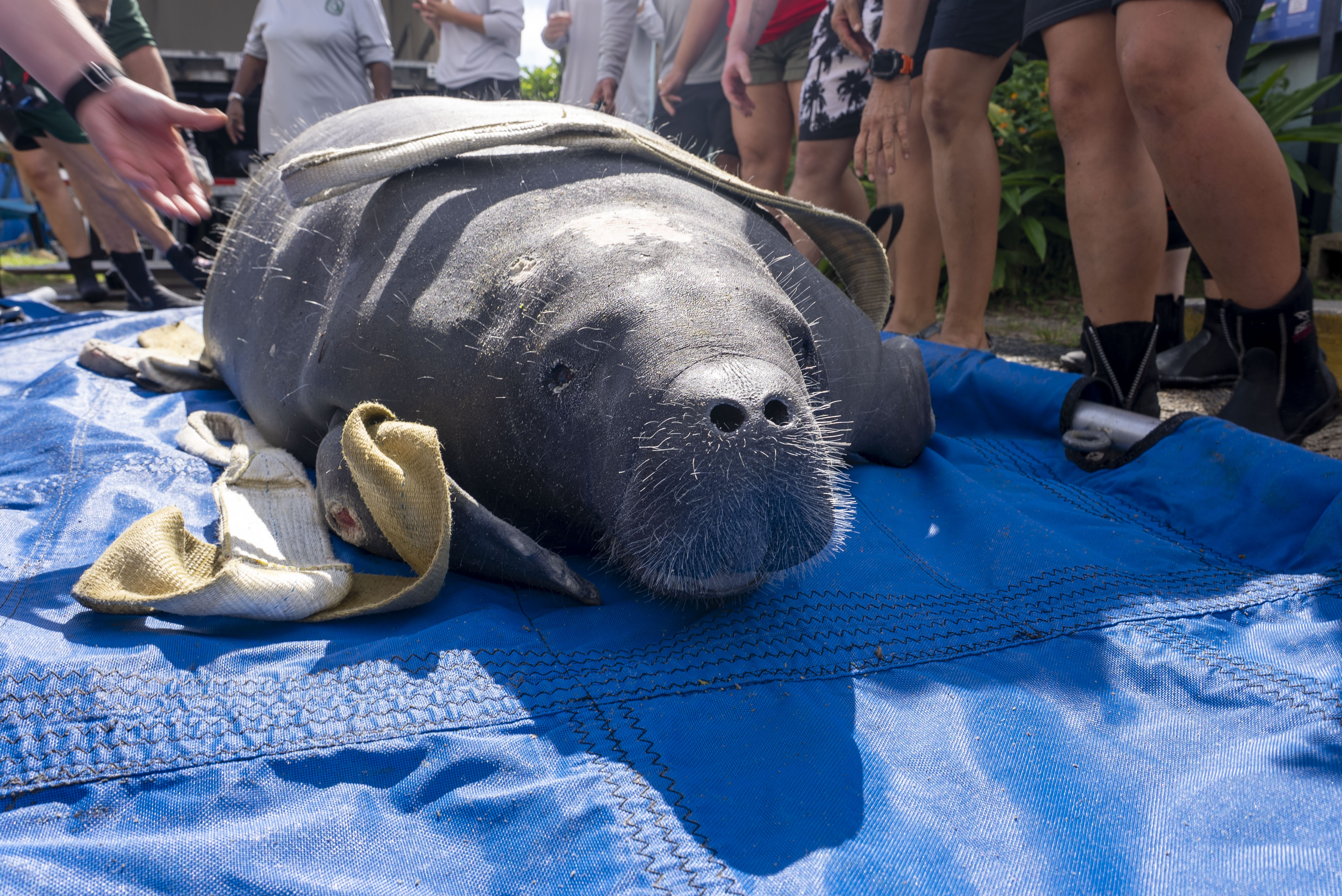 A manatee lying on a blue tarp on the ground, one padded canvas sling strap draped over her back and another folded beside her, a small red wound visible on her flank near a flipper, ringed by the legs of several people standing around her outdoors